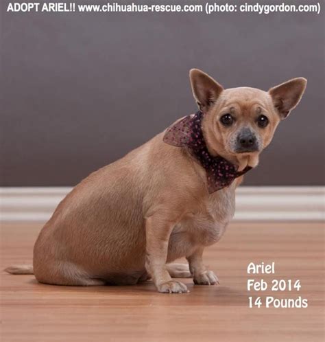 chihuahua rescue dallas|adorable chihuahua puppies for adoption.